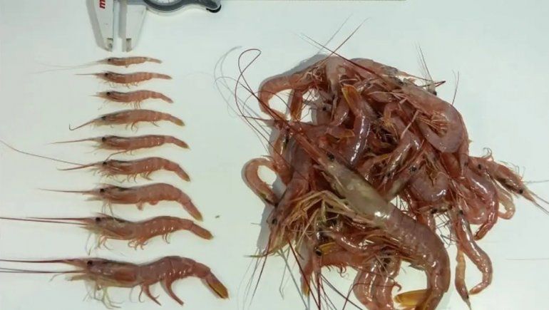 Investigarán las concentraciones de langostino en Golfo San Matías