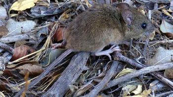 El roedor que transmite el  hantavirus  / Foto Archivo