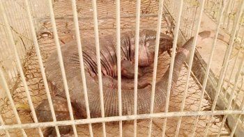 El lagarto fue recuperado por su dueño varias horas después del incidente. El lagarto fue recuperado por su dueño varias horas después del incidente.