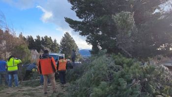 En Bariloche el viento tiró 50 árboles entre domingo y lunes.