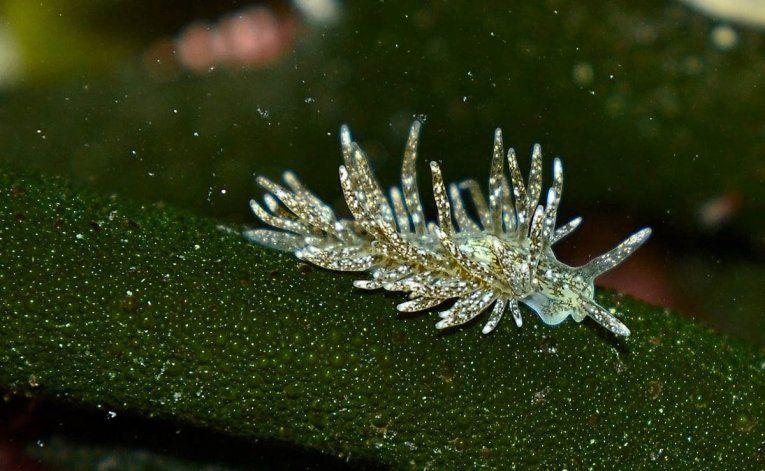 Descubren un nuevo caracol desnudo en el golfo San Matías