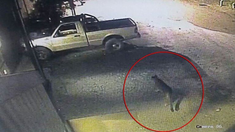 Apareció un puma merodeando en un estacionamiento