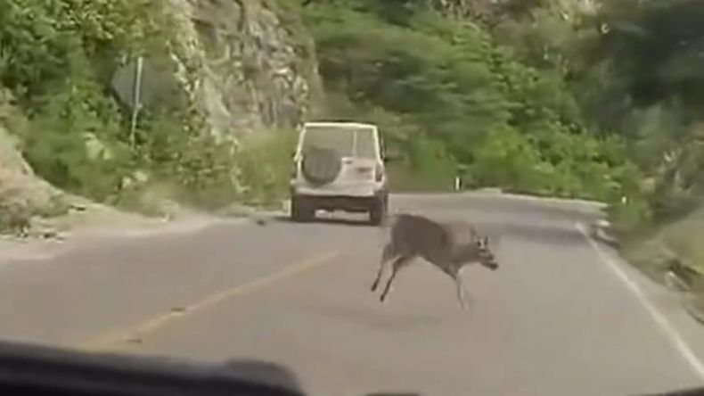 El conductor que atropelló al venado fue identificado por un video difundido en redes sociales.