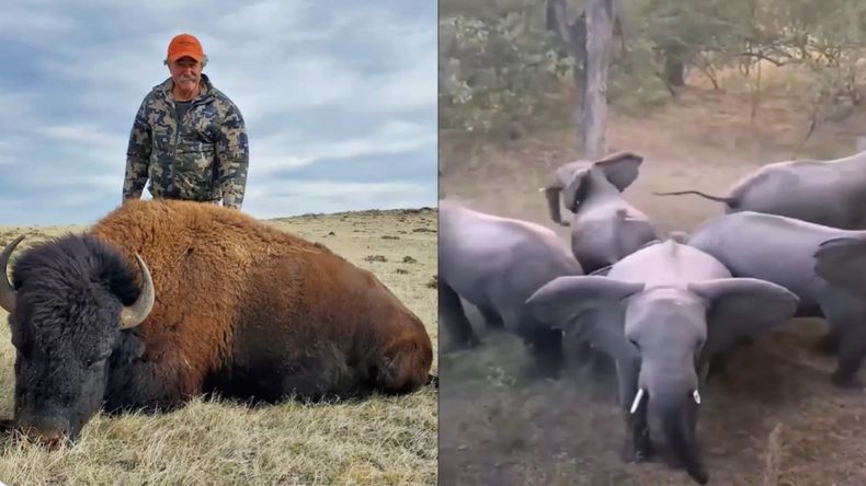 El millonario estadounidense que murió aplastado por elefantes se encontraba con un guía profesional, que también sufrió heridas.