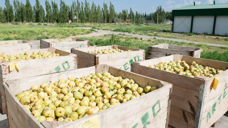 La fruta de Oro se venderá en el mercado comunitario de Bariloche.