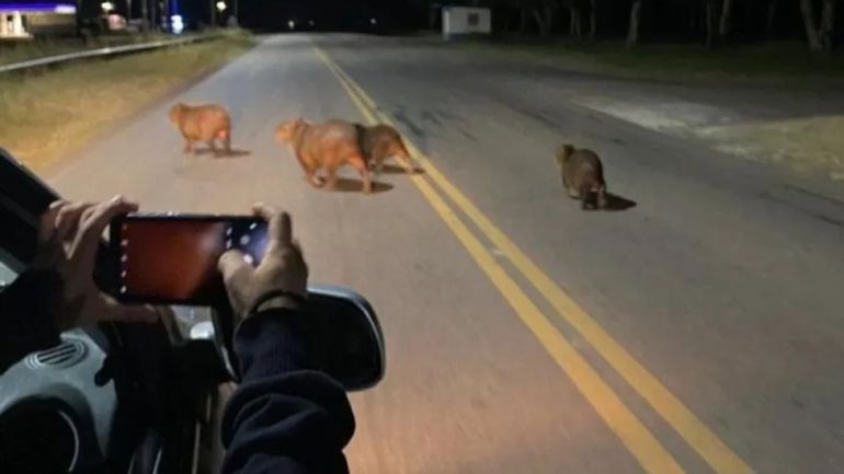 Una gran número de carpinchos cruzando la ruta. Imagen gentileza: Infoluro.