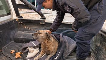 El perro rescatado en Costa Norte presentaba heridas, y los vecinos afirmaron que el dueño lo había golpeado. El perro rescatado en Costa Norte presentaba heridas, y los vecinos afirmaron que el dueño lo había golpeado.
