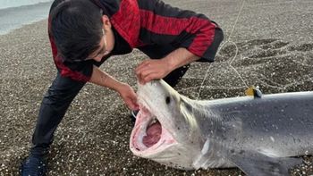 Axel Soto pescó un tiburón gatopardo en el Golfo San Jorge, de Santa Cruz.