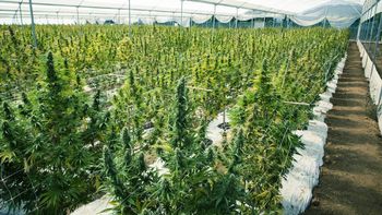 La UNRN dictará una diplomatura sobre usos del cáñamo a nivel industrial. Se trata de la planta de cannabis. La UNRN dictará una diplomatura sobre usos del cáñamo a nivel industrial. Se trata de la planta de cannabis.