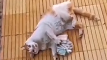 un gato sorprendio al regresar a su hogar con una bolsa llena de billetes