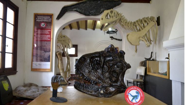 El cráneo de un Carnotaurus sastrei, famoso dino carnívoro hallado en Chubut, en una copia que demuestra su ferocidad.