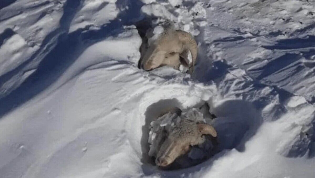 Miles de ovejas, vacas y llamas llevan semanas aisladas en zonas de Chubut a las que no se puede acceder luego de las tormentas de nieve.&nbsp;