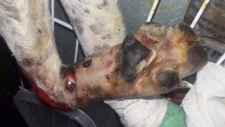 Desprendimiento de tejido y quemaduras de tercer grado, las heridas que sufrió Estelita