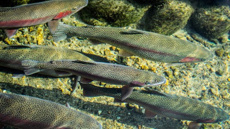 La producción actual de estos salmónidos se encuentra en torno a las 10.000 toneladas año.