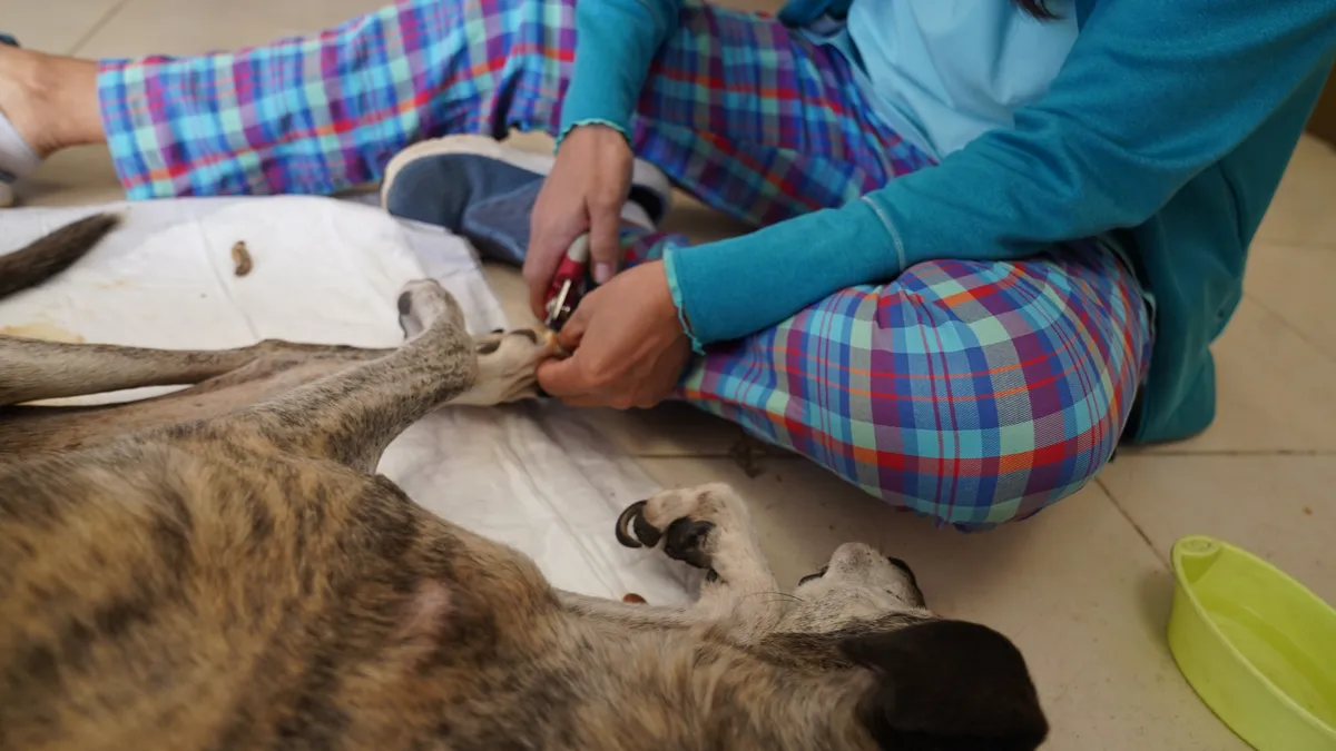 Respondió el municipio tras la denuncia de SOS Animal por el rescate de los 30 perros