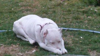 El dogo se perdió, o fue robado, cerca del parque industrial.