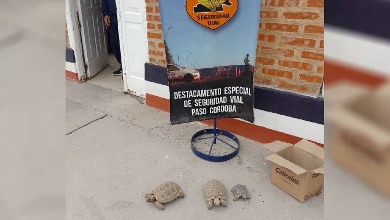 Tres tortugas fueron halladas escondidas en el interior de un auto.