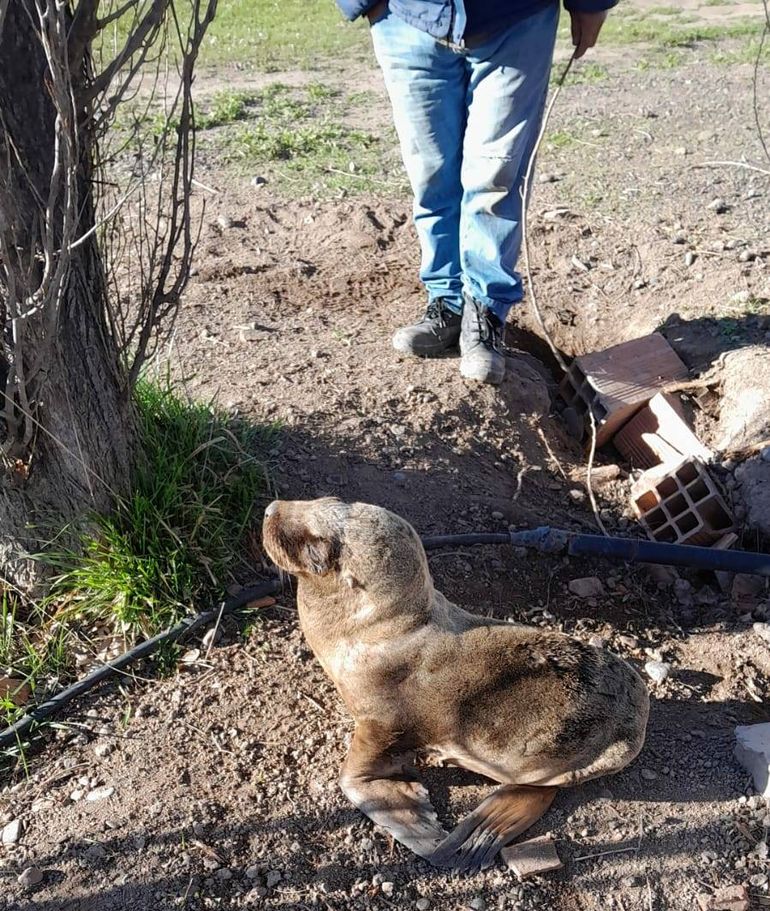 El hermoso lobo marino que fue devuelto al río.