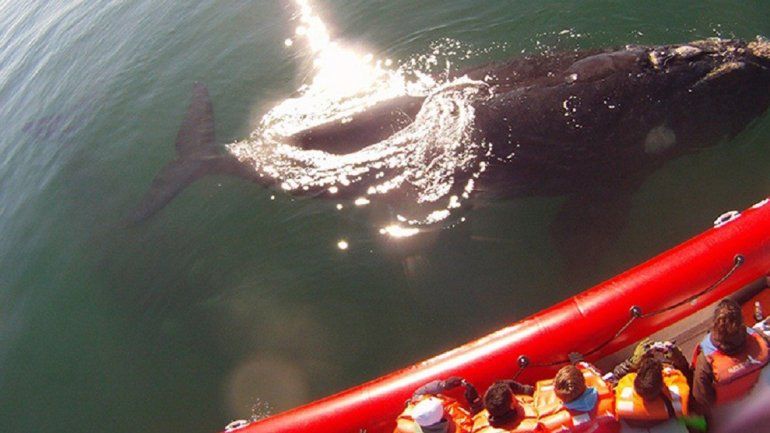 Abre la temporada de avistaje de ballenas en San Antonio Este