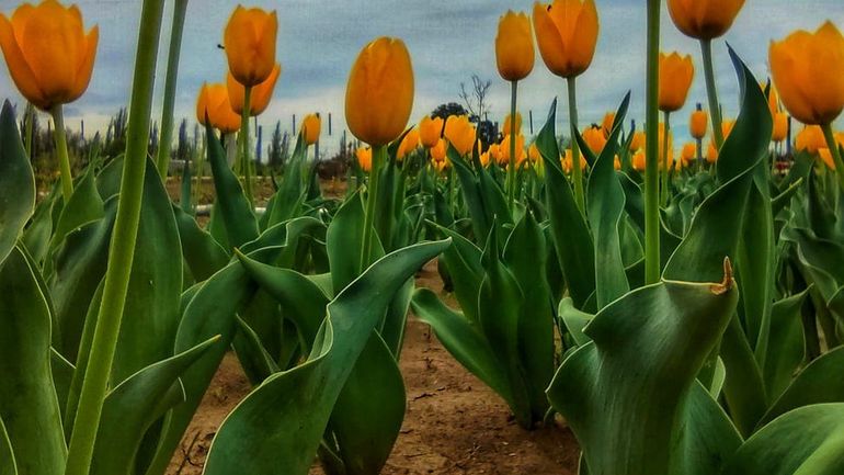 La Estancia Peumayén ya recibió la visita de más de mil personas para conocer la colorida propuesta.