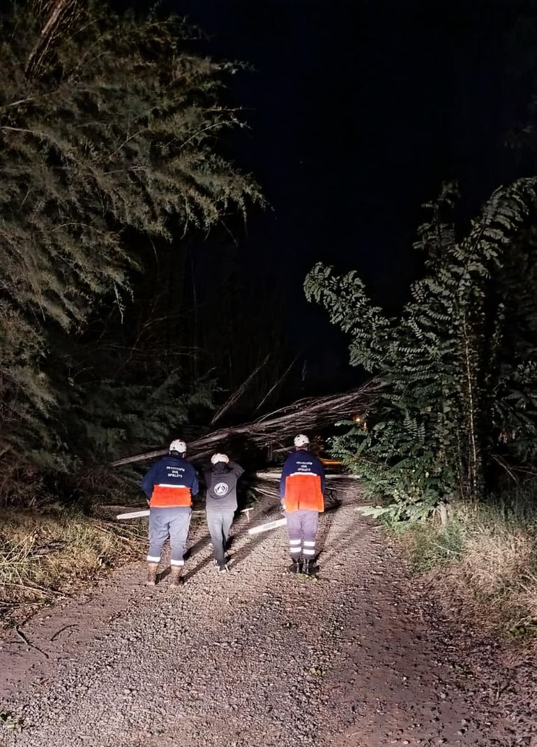 Caída de árboles, fueron las situaciones que más atendieron los servicios de emergencias.