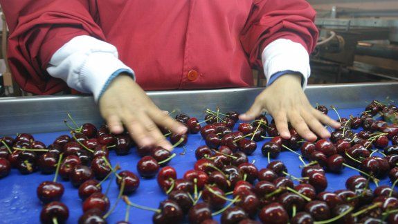 La cereza abrió la temporada de cosecha de frutas