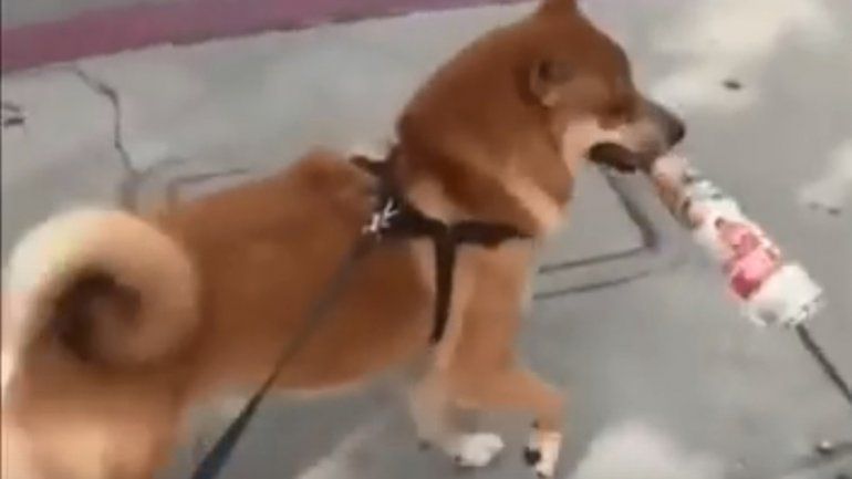 Conocé a Shiba-Inus, el perrito bailantero