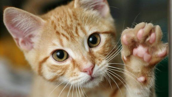 ¿Por qué se festeja hoy el día mundial del gato?