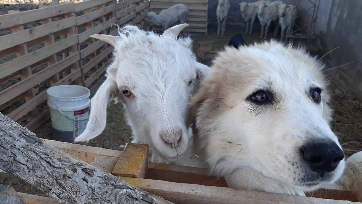 Ganadería: cómo trabajan los perros entrenados para proteger a los chivos neuquinos