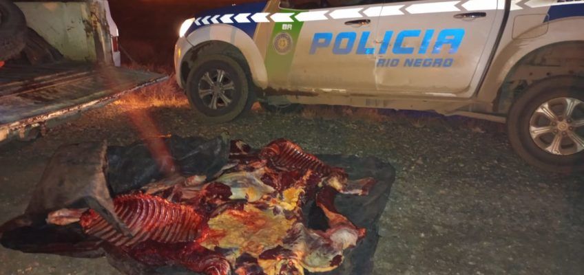 Secuestraron carne de caballo faenada ilegalmente&nbsp;