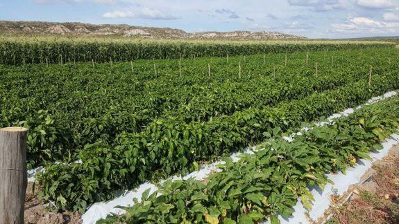 Río Negro lanza nuevas líneas de financiamiento para el sector productivo