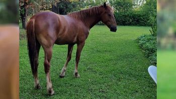 caballo (1).jpg