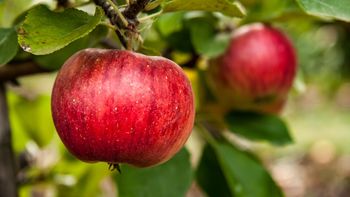 El complejo de pomáceas muestra caídas importantes durante el período octubre 2023-septiembre 2024.