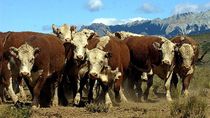 la patagonia juega su ultima carta por la barrera sanitaria