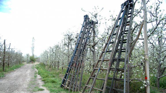 Las hectáreas en producción en la ciudad pasaron de 7000 a casi 3000.