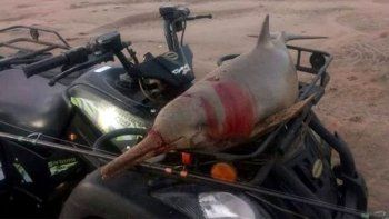 indignante: mato a un delfin, lo paseo en su cuatriciclo y se lo comio