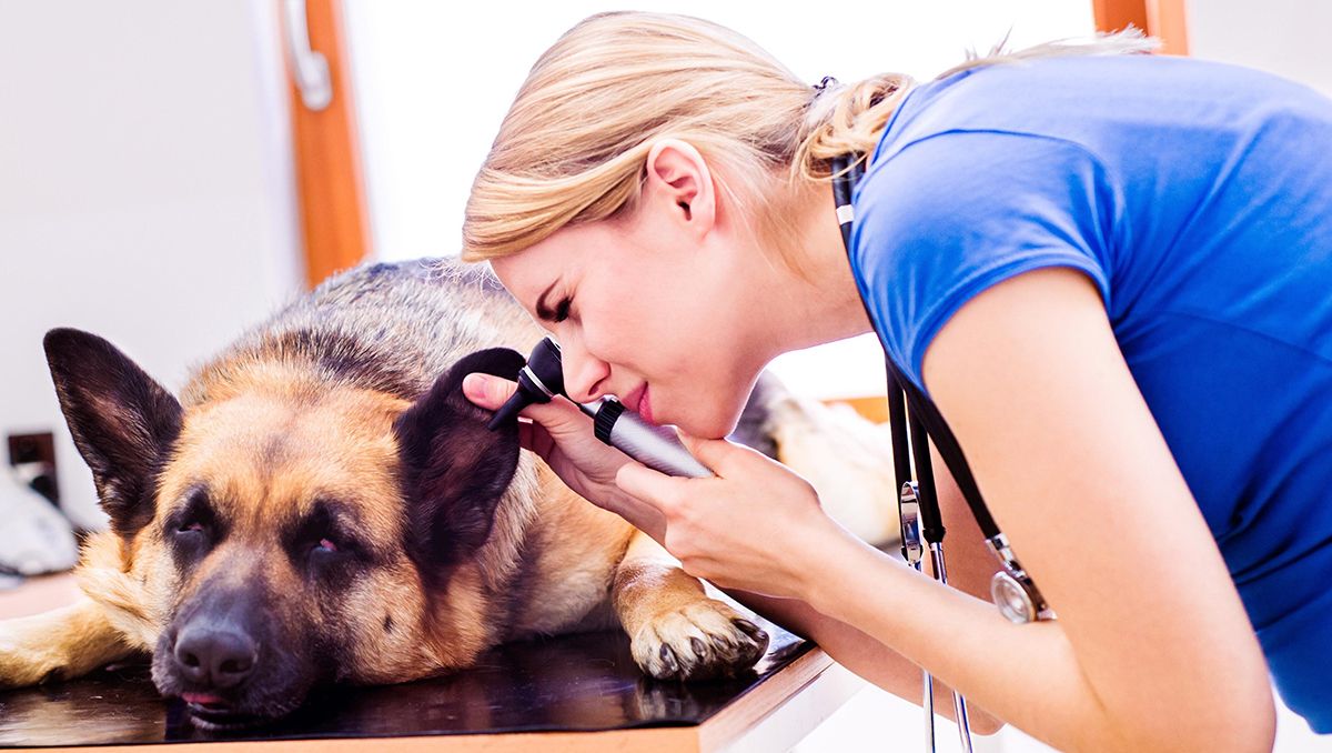 Veterinarios de todo el país se reúnen en Choele Choel