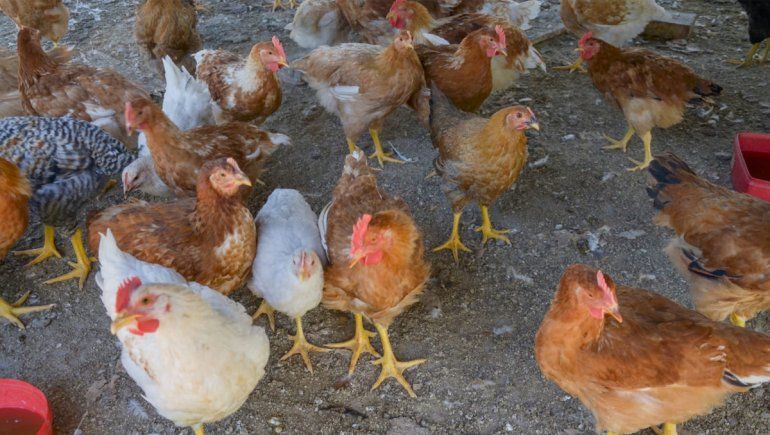 Detectaron un nuevo caso de gripe aviar en la región