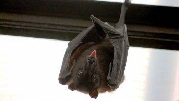 los murcielagos se aduenaron de dos barrios cipolenos