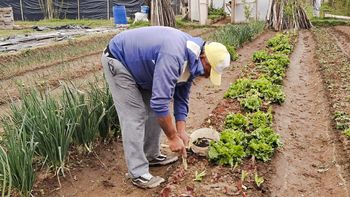 Tras 25 años, la Huerta Comunitaria de Cipolletti podría desaparecer tras concretarse la venta del terreno.