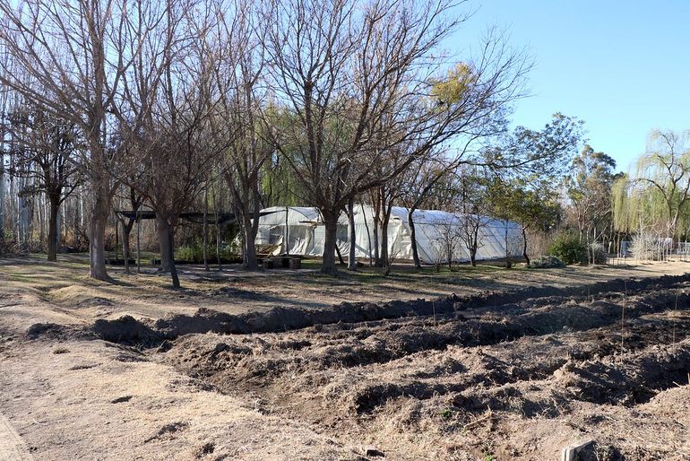La producci&oacute;n del Vivero Municipal, ubicado en la Isla Jord&aacute;n, es la piedra angular de la expansi&oacute;n del arbolado urbano.