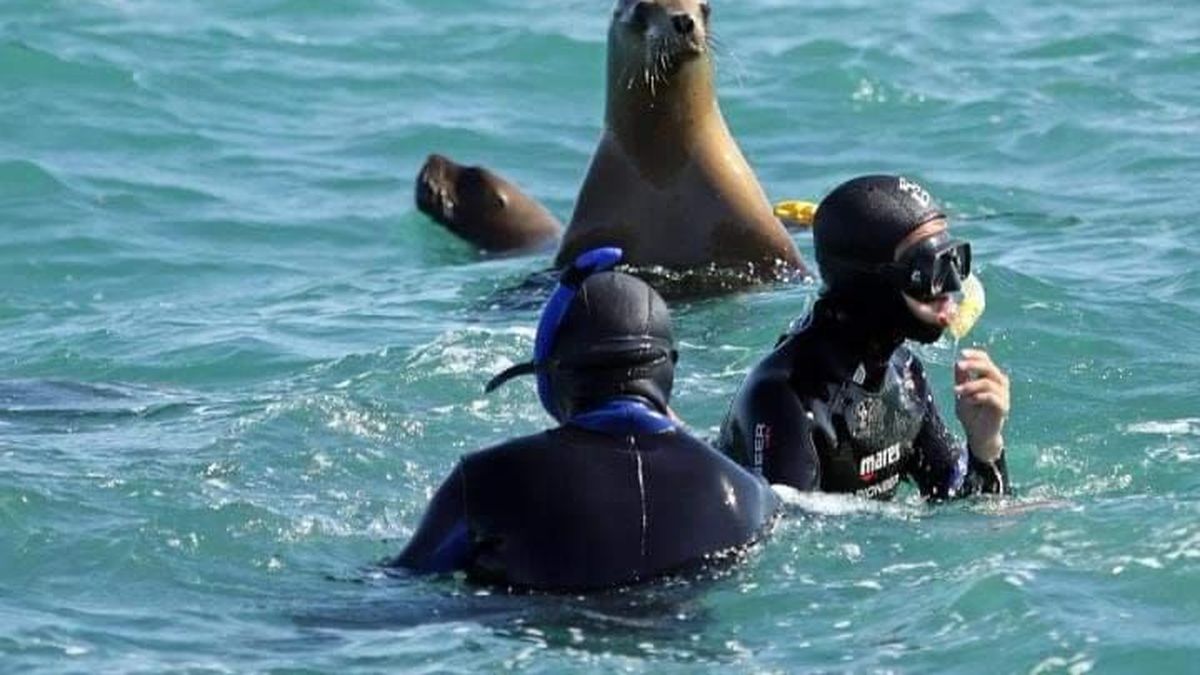 Nadando con lobos marinos, nueva propuesta en la costa atlántica