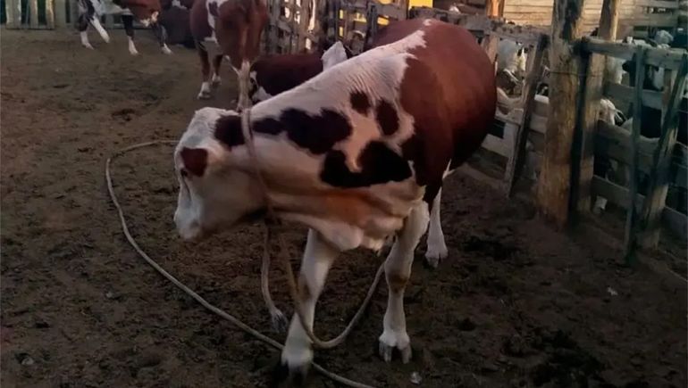 Robó un toro de una estancia y aseguró que lo había encontrado