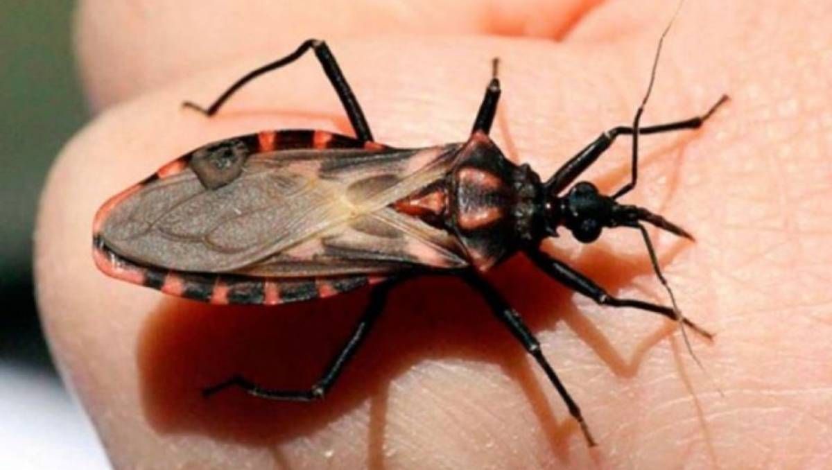 Un medicamento contra el cáncer podría ser clave para tratar el Chagas crónico