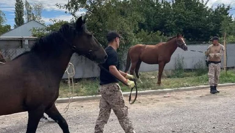 La Policía llevó los caballos sueltos a la sede de la brigada Montada.