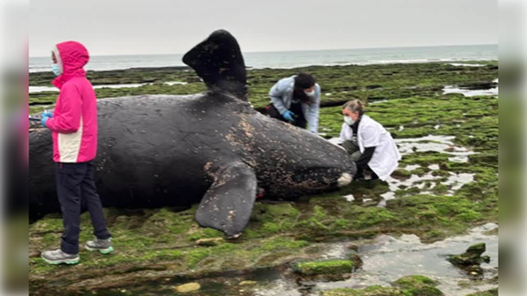 Hallan una cría de ballena muerta en Las Grutas.