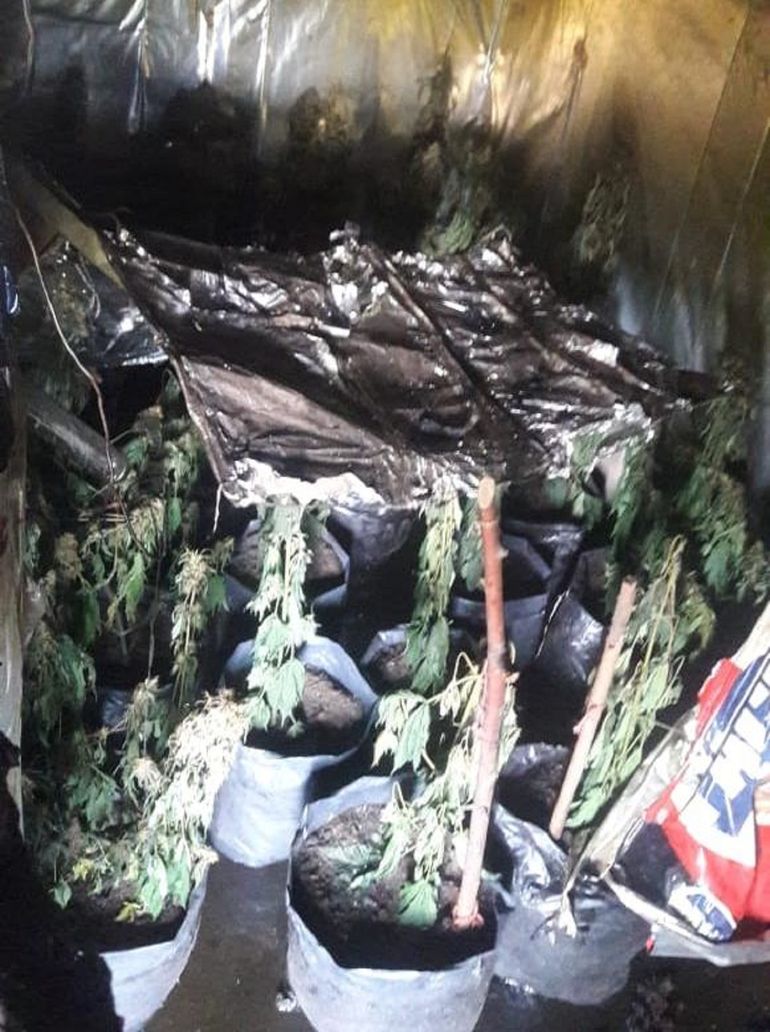 Apagaron un incendio y encontraron 60 plantas de marihuana&nbsp;