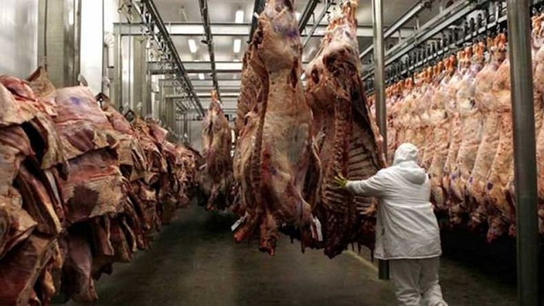 La actividad frigorífica regional acumuló una caída del 2% interanual y quedó más de 13.600 cabezas por debajo del máximo registrado en 2024. | LMCipolletti.com La actividad frigorífica regional acumuló una caída del 2% interanual y quedó más de 13.600 cabezas por debajo del máximo registrado en 2024.