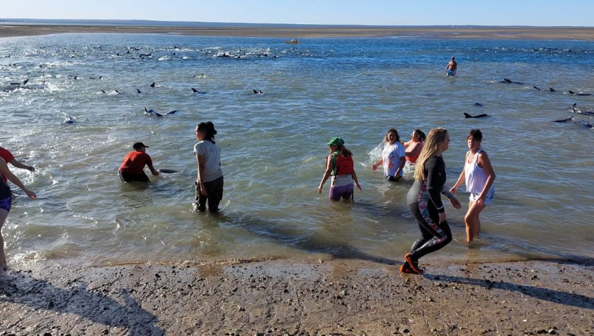 Impresionante: cerca de 250 delfines a punto de varar en San Antonio