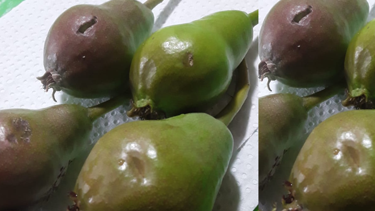 La chacra de Colonia Marconeti en Cipolletti fue duramente castigada por el granizo y sufrió pérdidas en su producción.&nbsp;